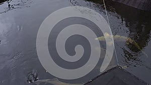 Big sturgeon floats in water