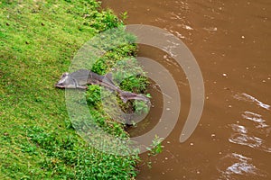 Big sturgeon is lying on a grassy bank. The fish jumped ashore. Breeding of sturgeon, fisheries