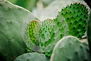 Big succulent cactus leaves on the blurred background
