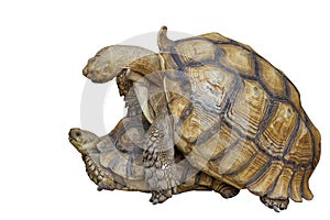 The big Sulcata tortoise male and female hybridize on white background have path