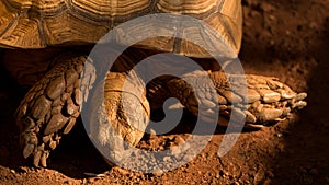 Big Sulcata tortoise on red dirt