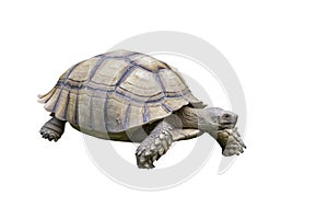 Big Sulcata Tortoise or turtle walking isolated on white background.