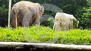 Big Sumatran Elephant from behind repeatedly wagging his ears, Jakarta, Indonesia - 2022
