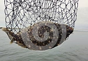 A big summer flounder inside a net