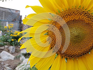 Big Sun flower