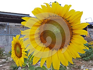 Big Sun flower