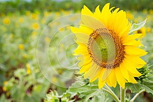 Big sun flower close up