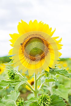 Big sun flower close up