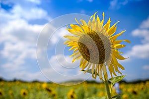 Big Sun flower field on a sunny day.