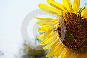 A big sun flower and honey bee.