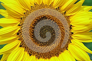 Big sun flower and pollens