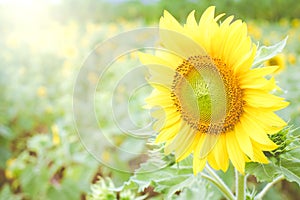 The big sun flowers in garden