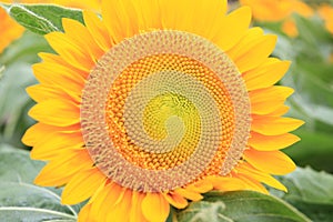 Big sunflower photo