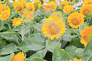 Big sunflower photo