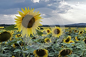 The big Sunflower