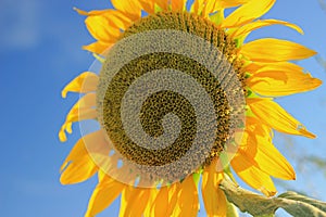 Big Sunflower against blue sky