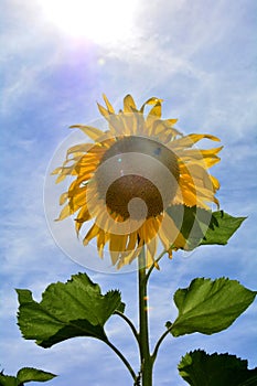 Big sunflower with the beaming sun