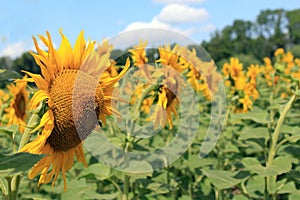 Big sunflower close up shot