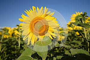 Big sunflower easily released in front of blue sky