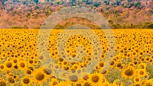 Big sunflower field blossom full bloom condition