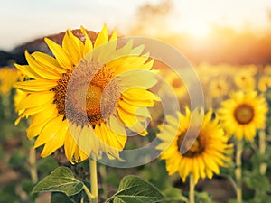 Big sunflower in the field and blue sky in sunrise