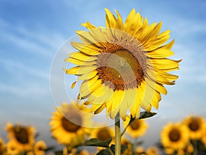 Big sunflower in the field and blue sky in sunrise