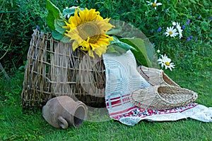 big sunflower on a green background of grass