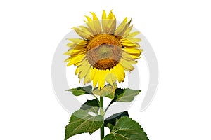 Big sunflower and leaf on isolated white