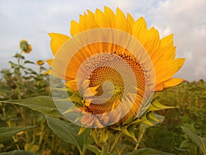 Big sunflower meadow plant grow in field background. Beautiful sunflower in bloom closeup. Tropical flower blossom on blue sky