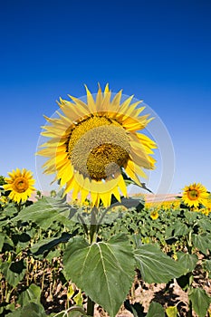 Big Sunflower in Rolling Fields in Valensole France on a Sunny Spring Day