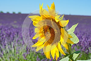A big Sunflower with soft background of Lavender field