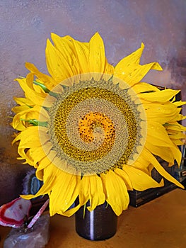 Big Sunflower, water drops, closeup, symbol for devotion, happiness, Sun God photo