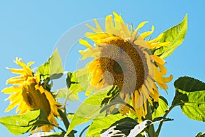 Big Sunflowers Against Blue Sky