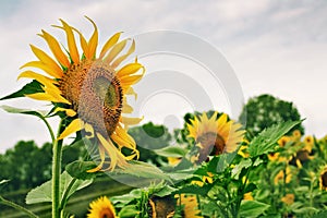 Big sunflowers in a dirt road on a cloudy day