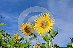 Big sunflowers on field with blue sky