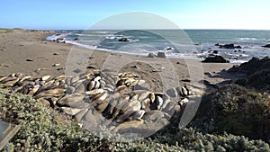Big Sur Elephant Seals San Simeon Wide California USA