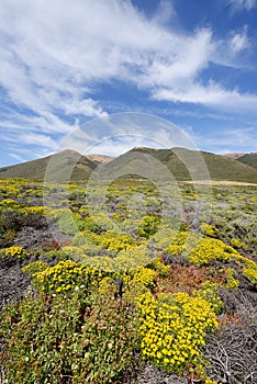 big sur flower