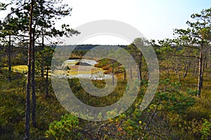 Big swamp wetlands Kemeri national park, Latvia.Travel concept