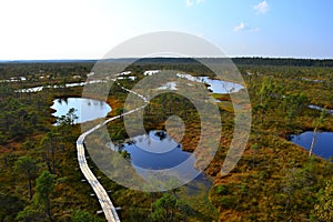 Big swamp wetlands Kemeri national park, Latvia.Travel concept