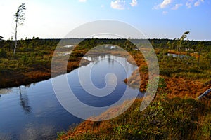 Big swamp wetlands Kemeri national park, Latvia.Travel concept