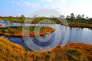 Big swamp wetlands Kemeri national park, Latvia.Travel concept