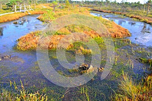 Big swamp wetlands Kemeri national park, Latvia.Travel concept