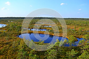 Big swamp wetlands Kemeri national park, Latvia.Travel concept