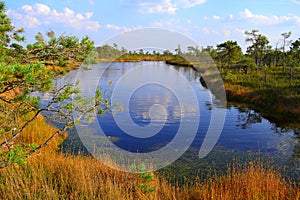 Big swamp wetlands Kemeri national park, Latvia.Travel concept