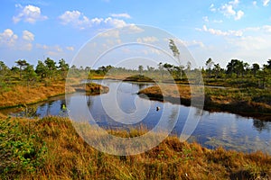 Big swamp wetlands Kemeri national park, Latvia.Travel concept