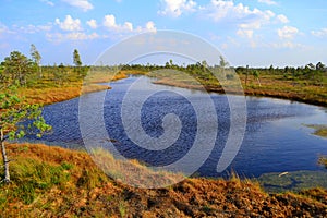 Big swamp wetlands Kemeri national park, Latvia.Travel concept