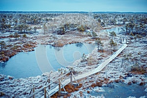 Big swamp wetlands Kemeri national park, Latvia photo