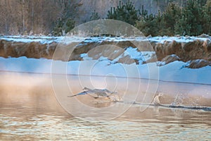 Big swan running on water surface at daybreak