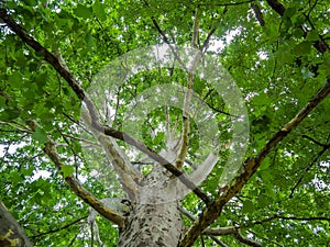 Big sycamore tree - shot from the trunk