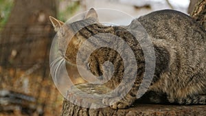 Big tabby mustachioed cat close to